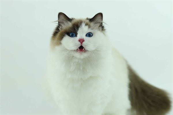 南京六合区布偶猫猫舍在什么地方——南京布偶猫大概要花多少钱？