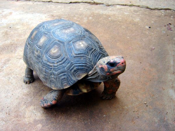 red-footed-tortoise-1398547-1920x1440.jpg