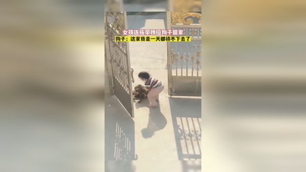 小女孩连拖带拽拉狗子回家，狗子最后被收拾得生无可恋