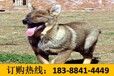 云南昆明五华养犬基地卖高品质雪纳瑞