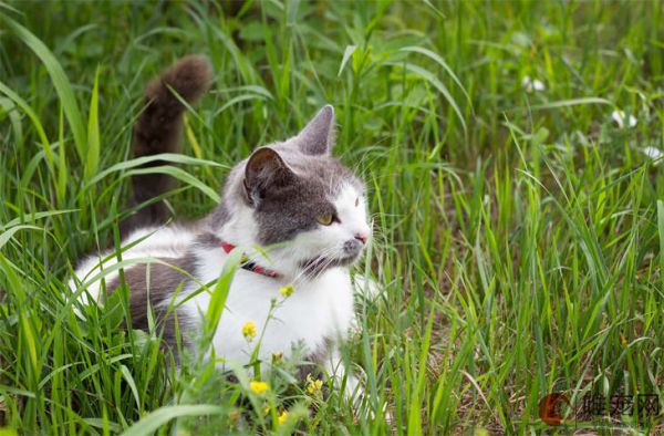 猫咪好听又聚财的名字有哪些 怎么取旺主人