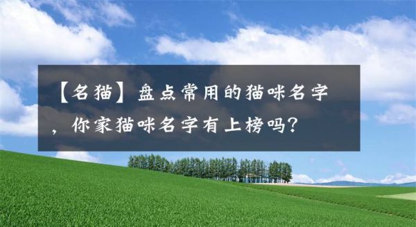 【名猫】盘点常用的猫咪名字，你家猫咪名字有上榜吗？文章配图