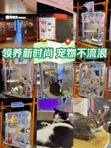 领养新时尚 宠物不流浪