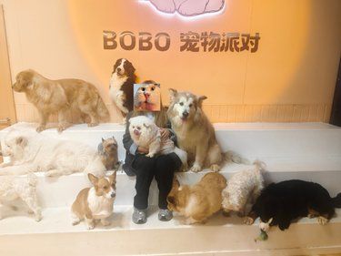 狗狗的快乐，我的快乐