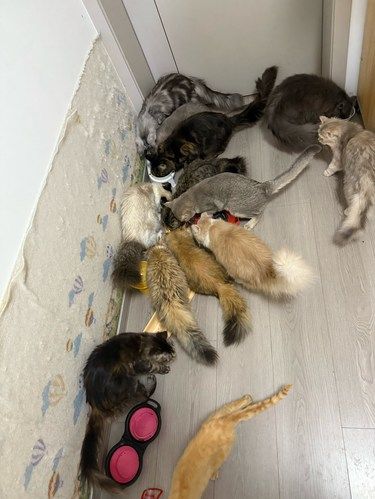 不错的猫咖