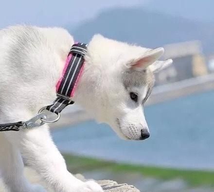狗狗摸起来好烫！是发烧了吗？宠物发烧的原因和症状