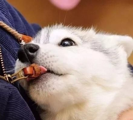 狗狗摸起来好烫！是发烧了吗？宠物发烧的原因和症状