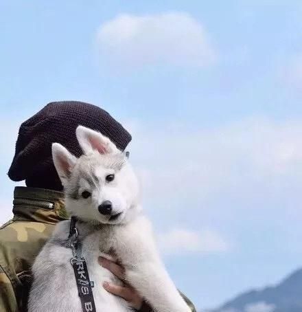 狗狗摸起来好烫！是发烧了吗？宠物发烧的原因和症状