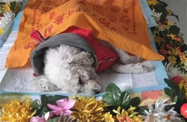 城市宠物死后都是咋处理 火化多少费用