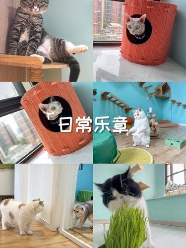 猫咪快乐时光记