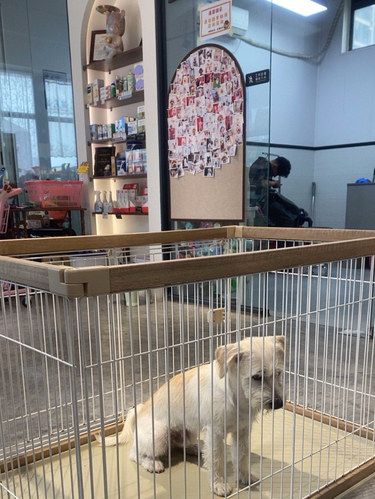 在成都！！这家宠物店太赞了！！