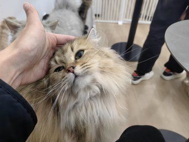猫生活，慵懒得刚刚好