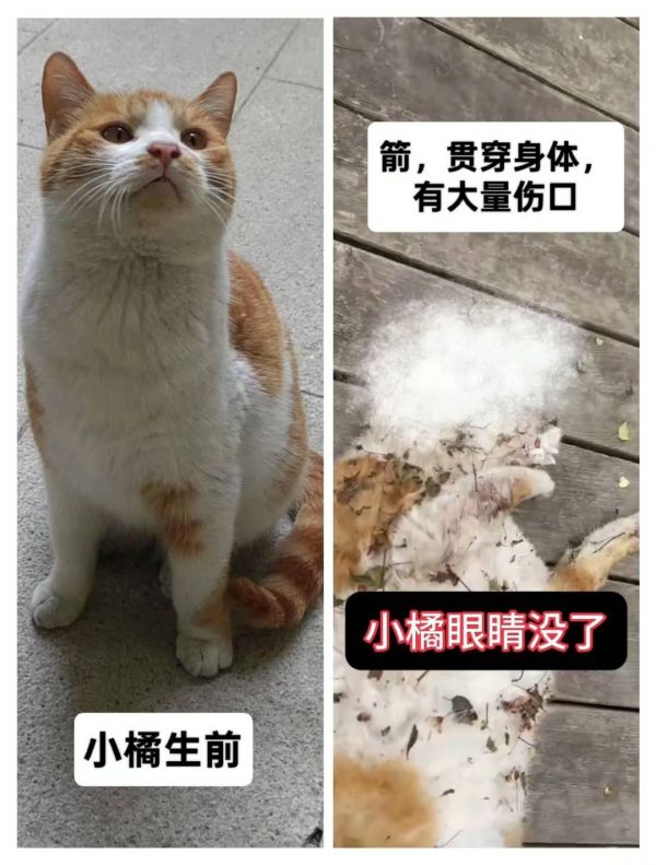 △被虐待死亡的橘猫小黄