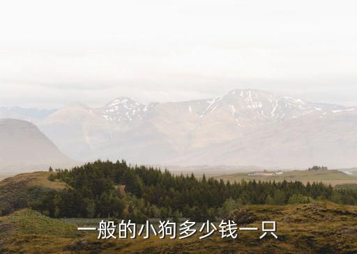 一般的小狗多少钱一只