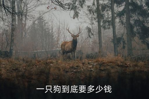 一只狗到底要多少钱