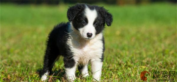 边牧犬多少钱一只