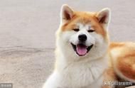 宠物狗价格大揭秘：从品种到价格，一文搞定！