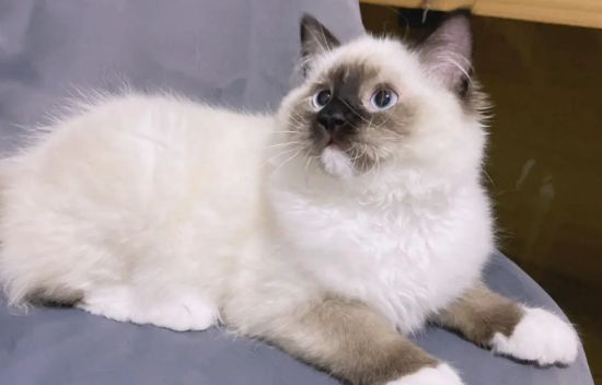 宠物猫布偶重点色 图片