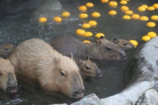 水豚为啥脾气好 和鳄鱼一起生存的水豚不简单