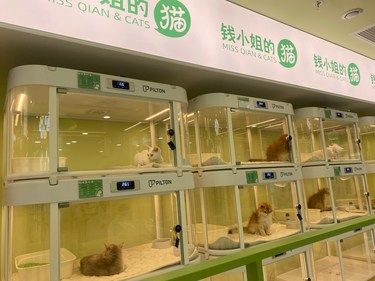 宠物猫的萌翻天