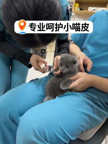 带着毛孩子体检的一天