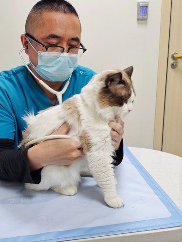 在南京开了好多年了！每次都带猫咪来这里做检查