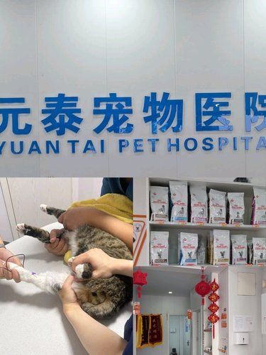猫咪看病日记～
