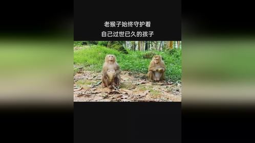 老猴子始终守护着自己过世已久的孩子