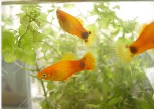 一、热带小宠物鱼品种介绍