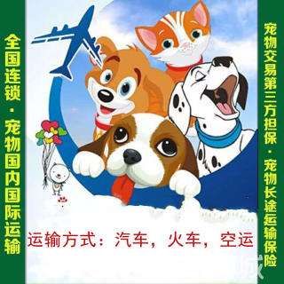 青岛到沈丘托运有专人照顾