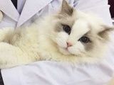 白沙宠物美容机构舒适环境让宠物享受美容盛宴