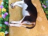 白沙猫咪火化收费合理