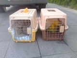 白沙宠物托运公司