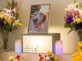 白沙宠物死亡火化价格合理