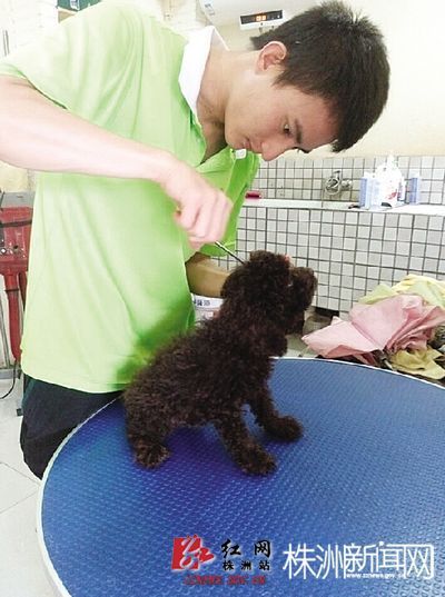 宠物连锁店的工作人员在给小狗做美容。 吴楚 摄
