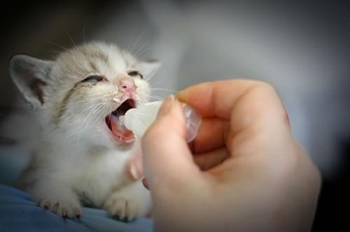 袖珍猫咪