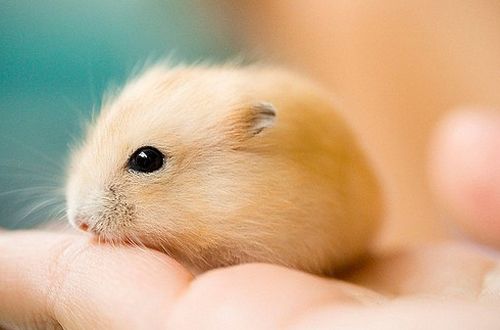 袖珍仓鼠