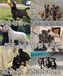 宜城市杜高犬养殖场（送398训练教程）
