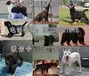 保康县杜高犬养殖场《100元起》