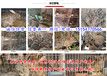 保康县本地养兔场包教包会