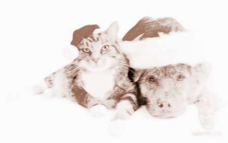 什么属相适合养猫