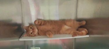 小猫的“监狱”生活