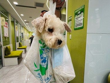 潦草小狗