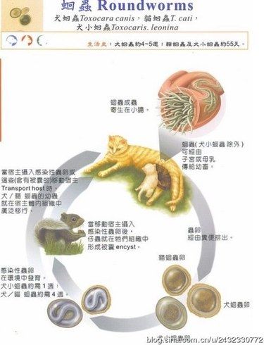 虫虫大作战✅