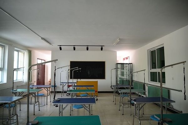 www.jingyingaichong.com