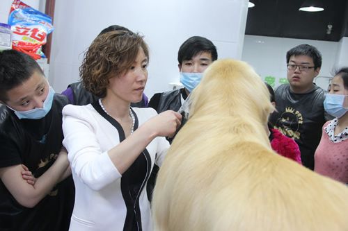 狗狗剪毛应该注意的那些细节问题
