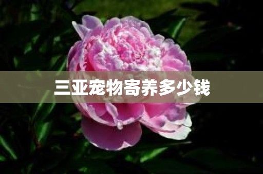 三亚宠物寄养多少钱