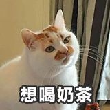 今天午饭吃什么
