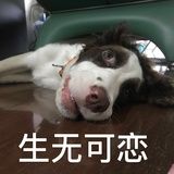 桃子酱