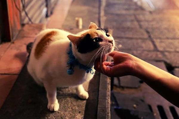 无尘矿物质猫砂抑菌猫砂大作战和疾病说再见普元宠物高端品质